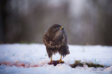 Yaygın Şahin, Buteo Buteo yerde karla kaplı bir leşi yiyor, Çek Cumhuriyeti.