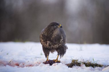 Yaygın Şahin, Buteo Buteo yerde karla kaplı bir leşi yiyor, Çek Cumhuriyeti.