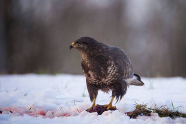 Yaygın Şahin, Buteo Buteo yerde karla kaplı bir leşi yiyor, Çek Cumhuriyeti.