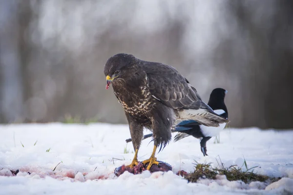 Common Buzzard Buteo Buteo Eating Carcass Ground Covered Snow Czech — Stock Photo, Image