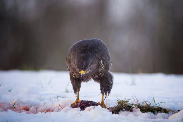 Common Buzzard Buteo Buteo Eating Carcass Ground Covered Snow Czech — Stock Photo, Image