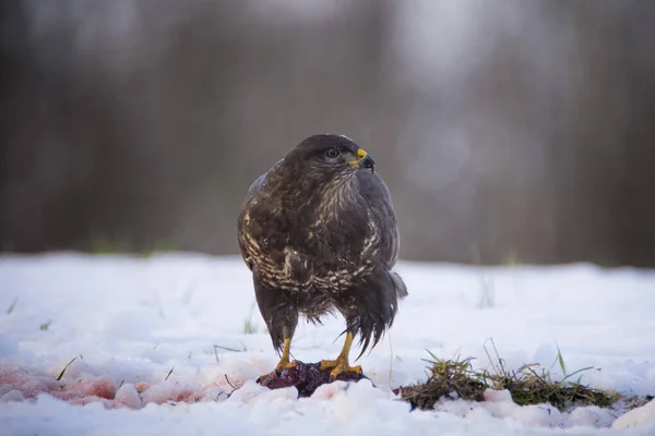 Common Buzzard Buteo Buteo Eating Carcass Ground Covered Snow Czech — Stock Photo, Image