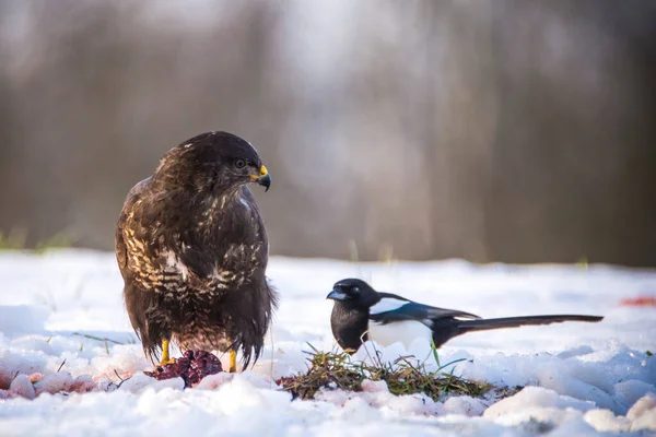 Common Buzzard Buteo Buteo Eating Carcass Ground Covered Snow Czech — Stock Photo, Image