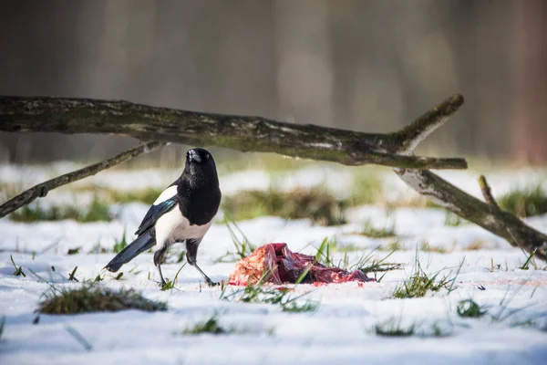 Magpie Pica Pica Ground Covered Snow Czech Republic — Stock Photo, Image