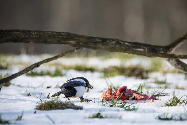 Magpie Pica Pica Karla Kaplı Yerde Çek Cumhuriyeti — Stok fotoğraf
