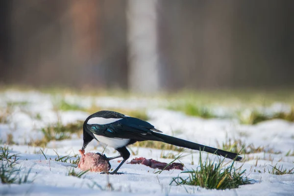 Magpie Pica Pica Karla Kaplı Yerde Çek Cumhuriyeti — Stok fotoğraf