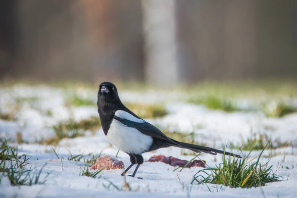 Magpie, Pica pica, on the ground covered by snow, Czech republic.