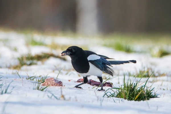 Magpie Pica Pica Ground Covered Snow Czech Republic — Stock Photo, Image