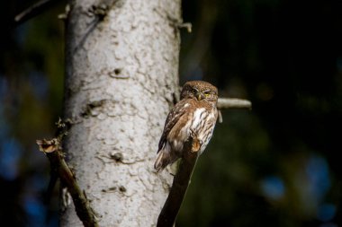 Pigme Baykuş, Glaucidium passerinum ormandaki bir ağaç dalında.