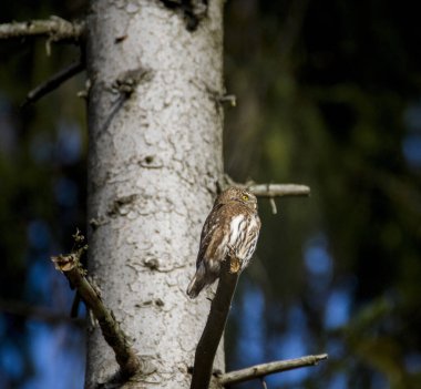 Pigme Baykuş, Glaucidium passerinum ormandaki bir ağaç dalında.