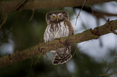 Pigme Baykuş, Glaucidium passerinum ormandaki bir ağaç dalında.