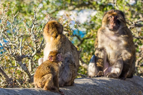Cebelitarık Kayası Ndaki Macaca Sylvanus Maymunlar Avrupa Daki Tek Vahşi — Stok fotoğraf