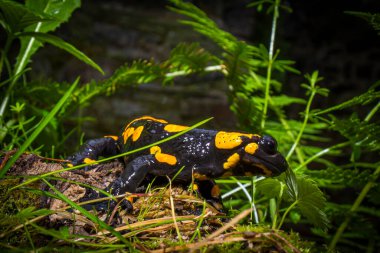 Çek Cumhuriyeti 'nin Korunan Peyzaj Bölgesi Krivoklatsko bölgesindeki yosunlu bir taşın üzerinde oturan ateş semenderi, Salamandra semenderi..