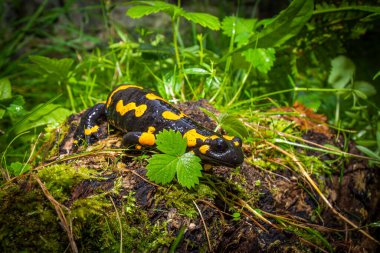 Çek Cumhuriyeti 'nin Korunan Peyzaj Bölgesi Krivoklatsko bölgesindeki yosunlu bir taşın üzerinde oturan ateş semenderi, Salamandra semenderi..