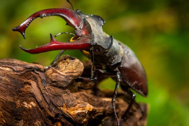 Erkek geyik böceği, Lucanus cervus, meşe ağacında oturuyor. Çek Cumhuriyeti 'nin Krivoklatsko şehrinde meydana gelen, büyük çene kemikleri olan nadir ve nesli tükenmekte olan bir böcek türü.