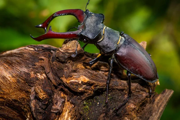 Hombre Del Escarabajo Ciervo Lucanus Cervus Sentado Roble Una Especie — Foto de Stock