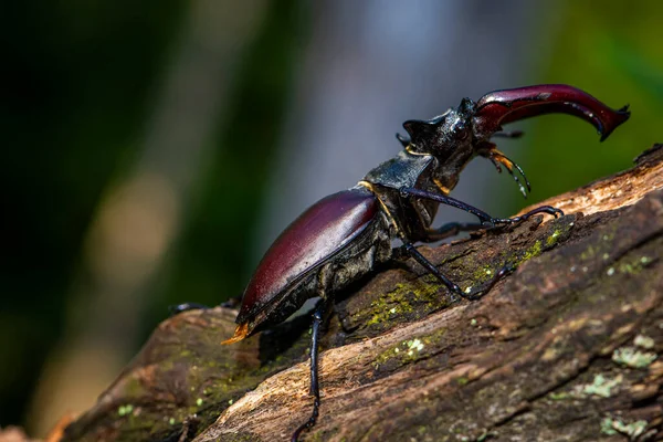 Hombre Del Escarabajo Ciervo Lucanus Cervus Sentado Roble Una Especie — Foto de Stock