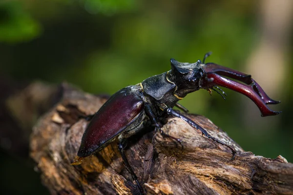 雄鹿甲虫的雄性 Lucanus Cervus 坐在橡树上 甲虫一种稀有而濒危的甲虫 体形庞大 产于捷克的Krivoklatsko — 图库照片