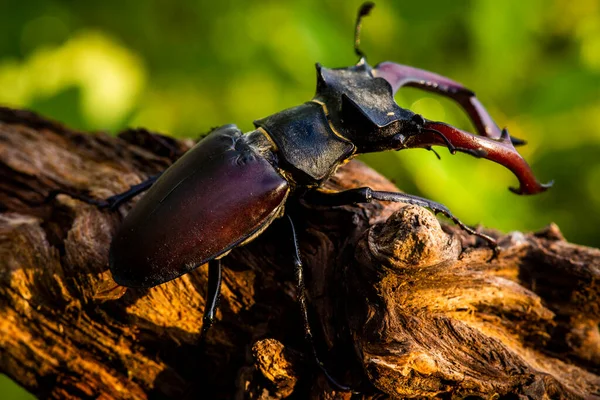 Hombre Del Escarabajo Ciervo Lucanus Cervus Sentado Roble Una Especie — Foto de Stock