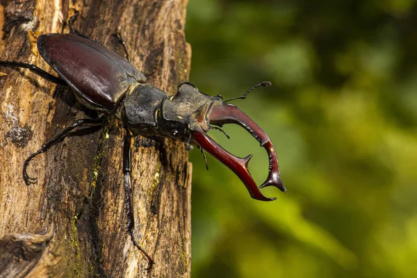 雄しべムシ ルカヌス オークの木の上に座っている チェコのクリヴォクラツコで発生する希少で絶滅危惧種のオオムギ — ストック写真