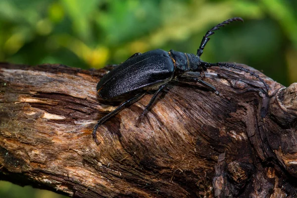 Male Stag Beetle Lucanus Cervus Sitting Oak Tree Rare Endangered — Stock Photo, Image