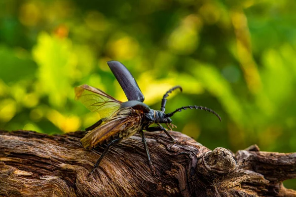 검은머리물떼새의 루키우스는 있습니다 갈기를 희귀하고 위기에 딱정벌레 Krivoklatsko — 스톡 사진