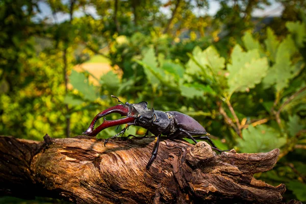 Muž Jeleního Brouka Lucanus Cervus Sedí Dubu Vzácný Ohrožený Druh — Stock fotografie