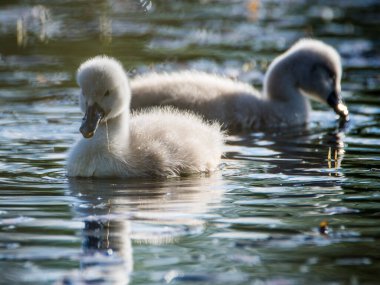 Dilsiz kuğu, Cygnus rengi, Çek Cumhuriyeti 'nin bahar akşamları gölette..