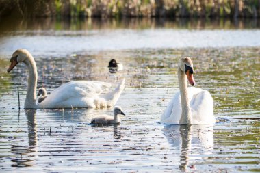 Yeni doğmuş bebek kuğular, ağlar, anne, kalem ve baba, koçan, Çek Cumhuriyeti Gölü 'nde dilsiz kuğular.