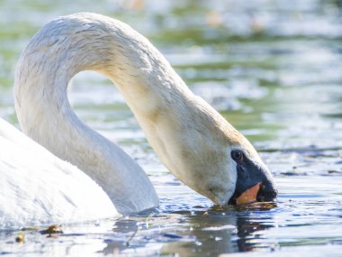 Gölette yüzen dilsiz kuğu, Çek Cumhuriyeti, Avrupa