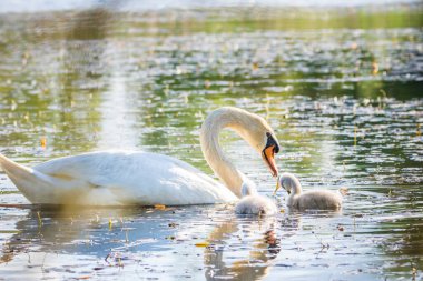 Gölette yüzen dilsiz kuğu, Çek Cumhuriyeti, Avrupa