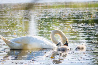 Gölette yüzen dilsiz kuğu, Çek Cumhuriyeti, Avrupa