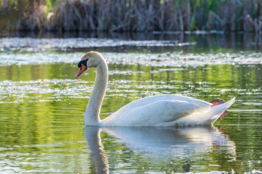 Gölette yüzen dilsiz kuğu, Çek Cumhuriyeti, Avrupa