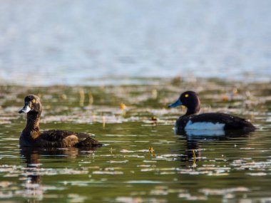 Tufted Duck, Aythya Fuligula, küçük bir gölde. Çiftleşme mevsiminde çiftleşin, Çek Cumhuriyeti.