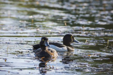 Tufted Duck, Aythya Fuligula, küçük bir gölde. Çiftleşme mevsiminde çiftleşin, Çek Cumhuriyeti.