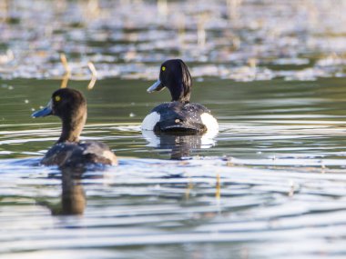 Tufted Duck, Aythya Fuligula, küçük bir gölde. Çiftleşme mevsiminde çiftleşin, Çek Cumhuriyeti.