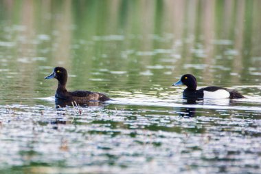 Tufted Duck, Aythya Fuligula, küçük bir gölde. Çiftleşme mevsiminde çiftleşin, Çek Cumhuriyeti.