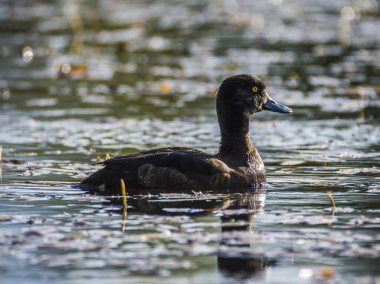 Tufted ördeğinin dişisi, Aythya fuligula, Küçük bir gölde, Çek.