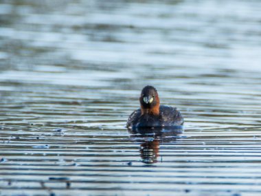 Çek Cumhuriyeti 'nde küçük bir gölette küçük bir yunus, taşibaptus ruficollis..