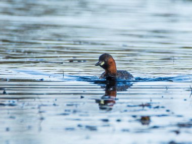 Çek Cumhuriyeti 'nde küçük bir gölette küçük bir yunus, taşibaptus ruficollis..