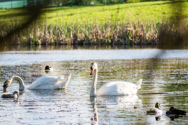 Bebé Recién Nacido Cisnes Mudos Cygnets Con Madre Pluma Padre —  Fotos de Stock