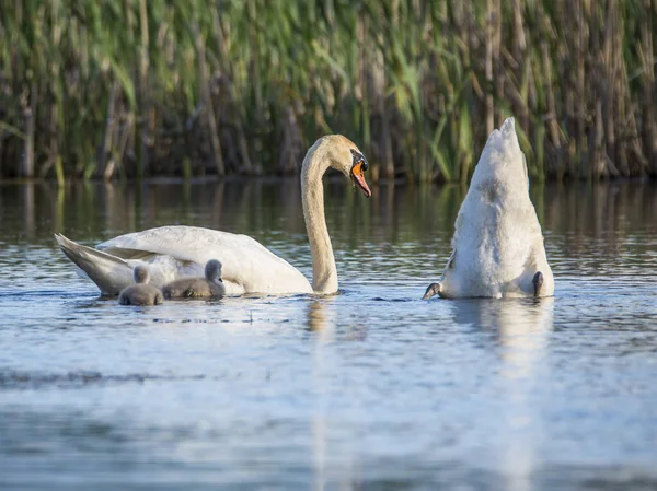 Bebê Cisnes Mudos Recém Nascidos Cygnets Com Mãe Caneta Pai — Fotografia de Stock