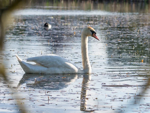 Cisne Mudo Natação Lagoa República Checa Europa — Fotografia de Stock