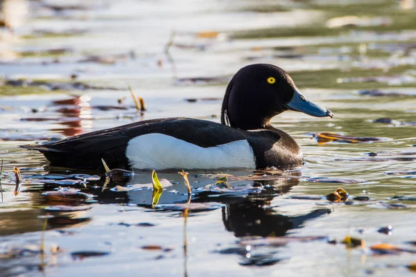 Tufted Duck Male Aythya Fuligula Einem Kleinen See Tschechien — Stockfoto