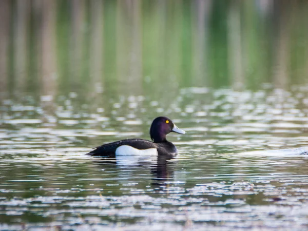 Tufted Duck Male Aythya Fuligula Einem Kleinen See Tschechien — Stockfoto