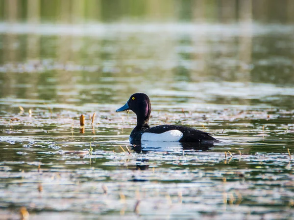 Tufted Duck Male Aythya Fuligula Einem Kleinen See Tschechien — Stockfoto