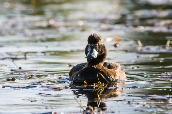 Weibchen Der Gemeinen Tufted Ente Aythya Fuligula Kleinen See Tschechien — Stockfoto