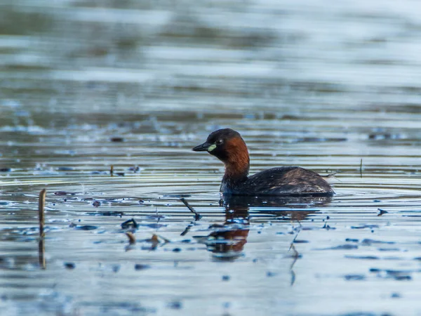 Çek Cumhuriyeti 'nde küçük bir gölette küçük bir yunus, taşibaptus ruficollis..
