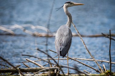 Gri Heron, Ardea Cinerea, Çek Cumhuriyeti 'nde göller ve nehirlerden yaygın olarak görülen gri balıkçıl..