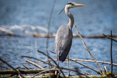 Gri Heron, Ardea Cinerea, Çek Cumhuriyeti 'nde göller ve nehirlerden yaygın olarak görülen gri balıkçıl..